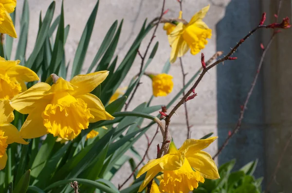 Närbild Gula Påsklilja Blommor Trädgård Solig Dag Våren — Stockfoto