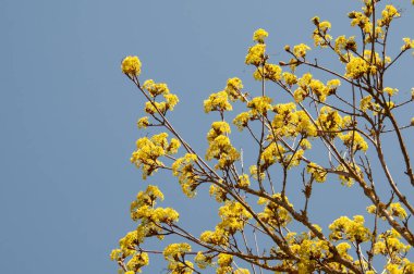 Nisan ayında yapraksız dallarda yeşilimsi çiçekleri olan bir Norveç akçaağacı.
