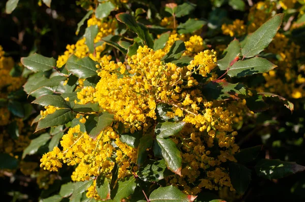 Flores Arbusto Mahonia Floreciente Con Pétalos Amarillos Luz Del Sol — Foto de Stock