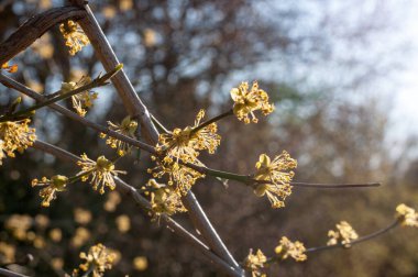 Kornelian kirazının çiçekleri ya da akşam güneşinde mısır gevreği.