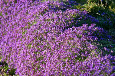 aubrieta deltoidea, a purple flowering ground cover plant, blooming in early spring clipart