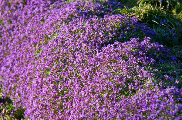 Aubrieta deltoidea, bir mor çiçekli toprak örtüsü bitkisi, baharın başlarında çiçek açıyor.