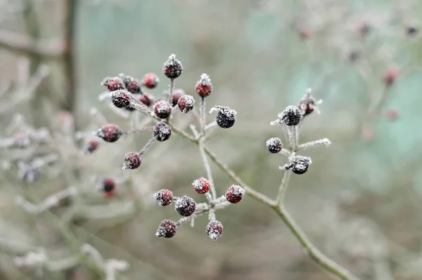 狗的枝条玫瑰灌木 结有霜冻的果实 — 图库照片