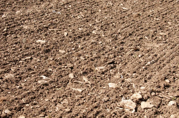 Agricultural Field Springtime Swabian Alb Seeding Lines Plenty Limestone Rocks — Stock Photo, Image