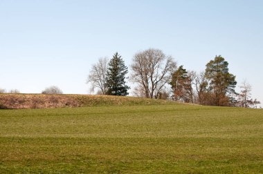 Çayırı, yaprakları yaprakları ve kozalakları olan bir yaban ördeği ile kaplı bahar manzarası.