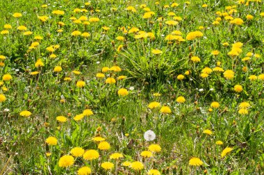 Baharda güneşli bir sabahta çayırda sarı karahindibalar
