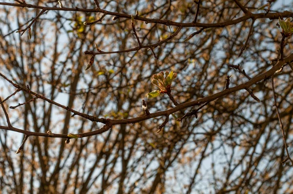 Close Galho Uma Árvore Maçã Início Primavera Com Pequenos Botões — Fotografia de Stock