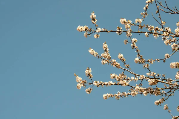 Rami Fioriti Ciliegio Selvatico Con Fiori Bianchi Davanti Cielo Blu — Foto Stock