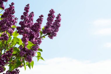 Bahar mevsiminde, panikle büyüyen mor çiçekli leylak çalıların dalları.