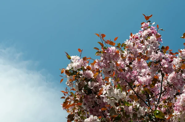 Cielo Blu Soffice Nuvola Bianca Sul Ciliegio Orientale Fiorito Rosa — Foto Stock