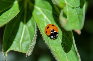 Şakayık bir çalılığın yaprağında benekli bir uğur böceğinin yakın çekimi