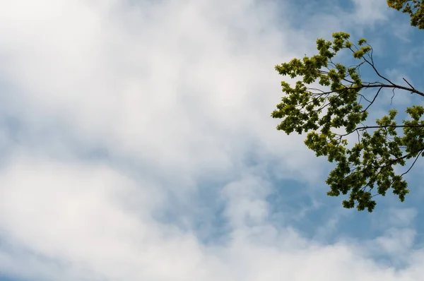 Ramas Roble Con Hojas Verdes Contra Cielo Azul Nublado Primavera — Foto de Stock