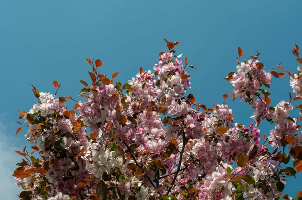 branches of an oriental cherry tree with plenty of pink flowers