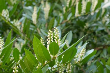 Kiraz ağacının dalı, prunus laurocerasus, parlak yeşil yapraklar ve beyaz şişkinlik.