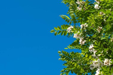 Asılı çiçekleri ve açık mavi gökyüzüne karşı yeşil yaprakları olan siyah çekirge dalları.
