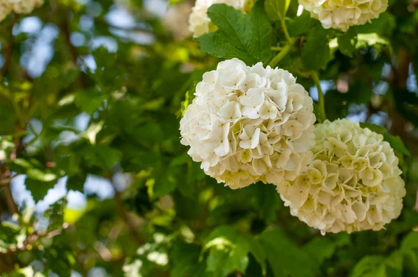 Hydrangea Cultivar Annabelle Arbusto Com Esferas Forma Cabeças Flores Brancas — Fotografia de Stock