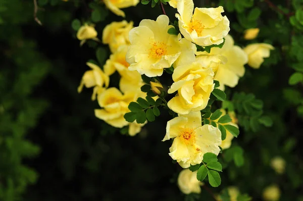 Ramo Florescente Arbusto Rosa Ouro Chinês Com Flores Amarelas — Fotografia de Stock