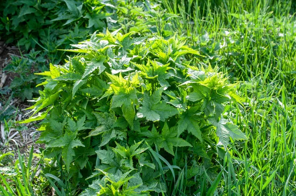 Close Sida Hermaphrodita Plant Agricultural Field Large Lobed Leaves — Stock Photo, Image