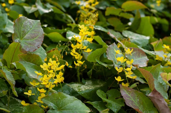 Close Van Gele Bloeiwijzen Van Epimedium Kruidkruid Een Lentetuin — Stockfoto