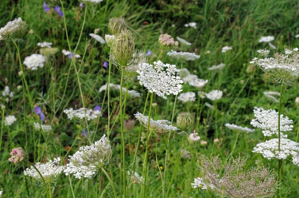 White Flower Heads Wild Carrots Meadow Next Roadside — Stock Photo, Image