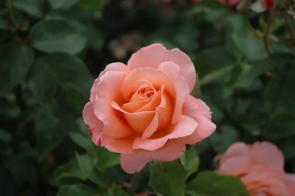 Nahaufnahme Der Lachsrosa Blüte Eines Rosenstrauches Einem Garten — Stockfoto