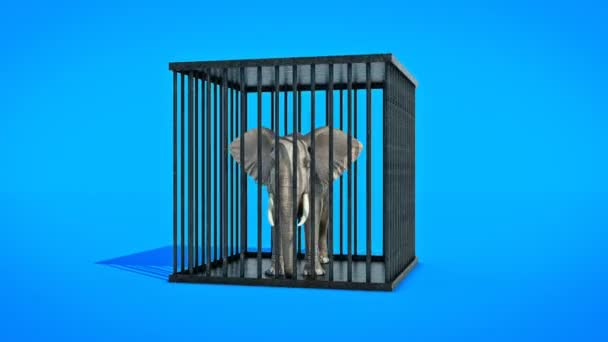 Elefante na gaiola . — Vídeo de Stock