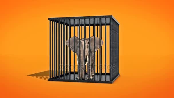 Elephant in cage. — Stock Video