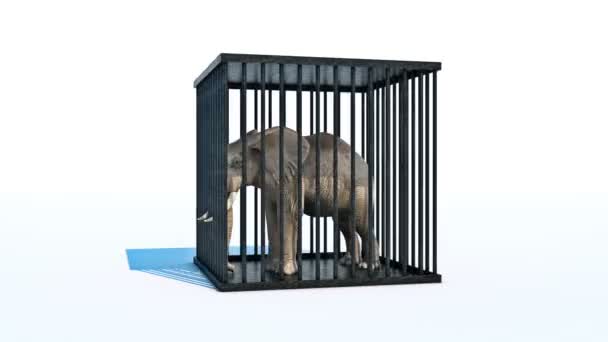 Elephant in cage. — Stock Video