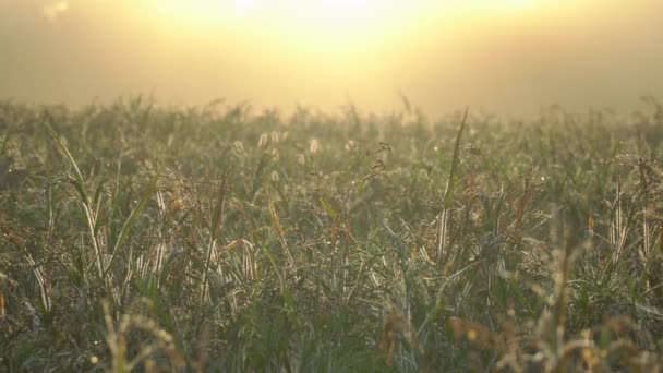 Туманный рассвет в сельской местности. Естественная сельская сцена поля с сияющим теплым солнечным светом. Концепция летнего рассвета — стоковое видео