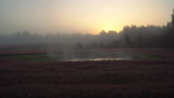Foggy lever de soleil dans la campagne. Scène rurale naturelle d'un champ avec un rayonnement solaire chaud. Le concept d'aube estivale