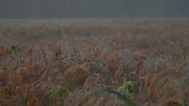 Ochtenddauw op het gras van de weide en bloemen. — Stockvideo