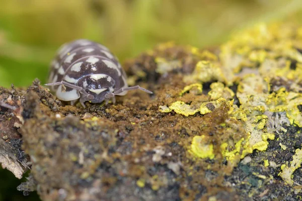 Macro Photo Woodlouse — Stock Photo, Image