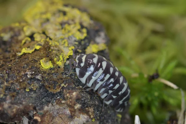 Macro Foto Woodlouse — Foto de Stock