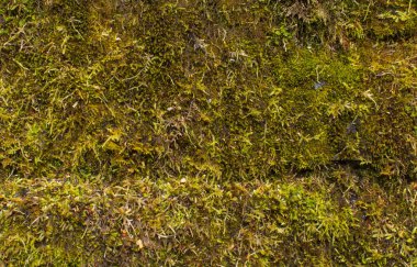 Taş tamamen yosun ile kaplanmış. Doğal doku.