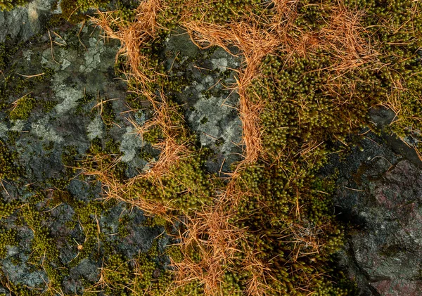 Texture Naturelle Avec Mousse Aiguilles Tombées Pierre — Photo