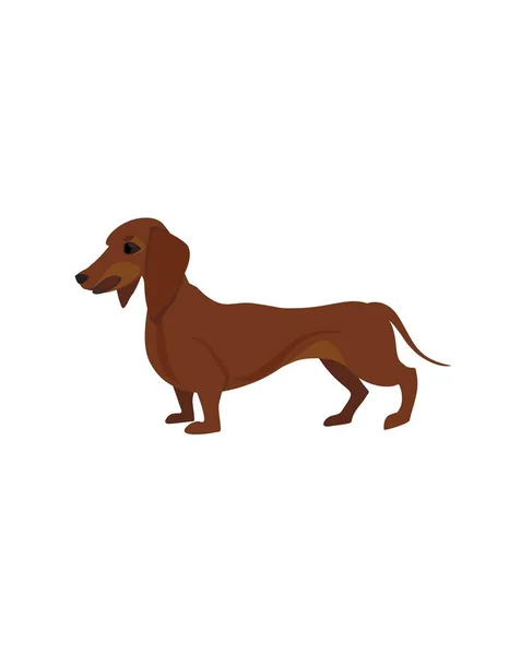 Illustration with brown dachshund — Stock Vector