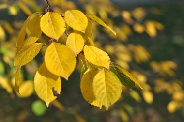 Güneşte sonbahar yaprakları. Sonbahar bulanık arkaplanı.