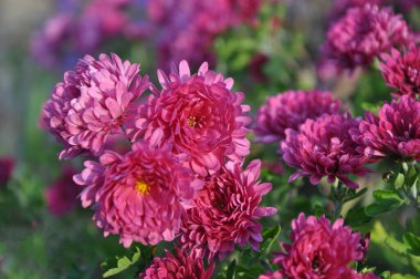 Çiçekler, kasımpatı çiçekleri, duvar kağıdı kasımpatılar, sonbaharda kasımpatılar, yıllık kasımpatılar..