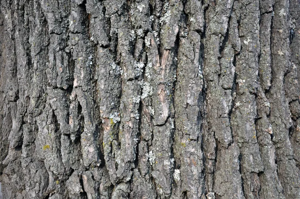 Drawing texture of oak bark. Harvesting textures for designers.