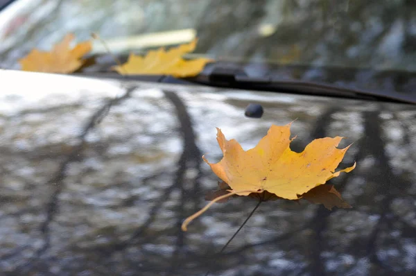 Gelbe Ahornblätter auf der Motorhaube eines Autos. — Stockfoto