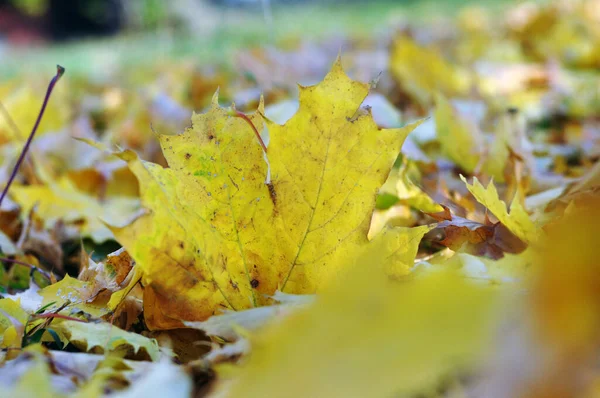 Sárga juharfalevelek hevernek a földön.. — Stock Fotó