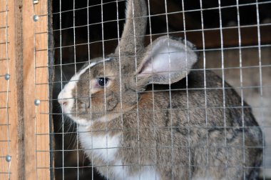 Kafesteki sevimli gri evcil tavşan..