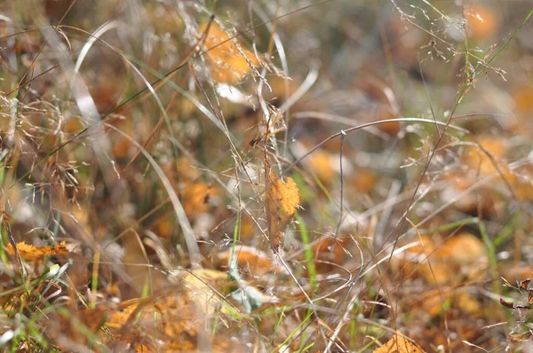Podzim v lese. Žluté listy na podzimní trávě na slunci. Říjen. Padají listí. Barevné podzimní listí přírodní pozadí textury. — Stock fotografie