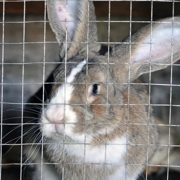 Kafes ızgarası ve sevimli gri bir ev tavşanı. — Stok fotoğraf