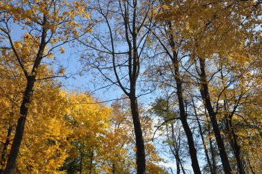 Gökyüzü arka planda sonbahar ağacı tops. Sonbahar ağaçları gökyüzü görünümü. Sonbahar Ormanı sahnesinde sonbahar ağacı tops