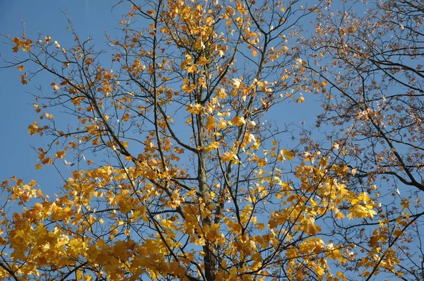 Herbst Baumkronen auf Himmel Hintergrund. Herbstbäume Himmel Blick. Herbst Baumwipfel im herbstlichen Wald Szene — Stockfoto