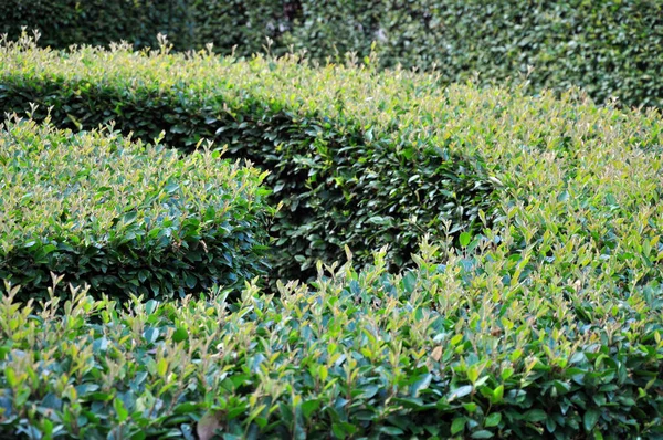 Los arbustos se recortan en una variedad de formas geométricas . —  Fotos de Stock