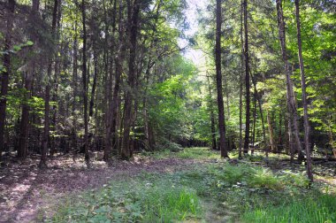 Gün batımında ormanda ağaçların dallarını kıran güneş ışığı olan orman ağaçları.