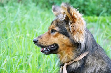 Mutsuz evcil köpek, yeşil çimlerin üzerinde çiftleşmemiş..