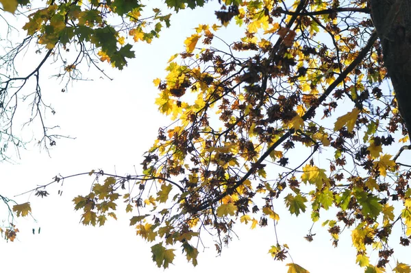 Ein Zweig eines Herbstbaumes mit gelben Blättern auf dem Hintergrund eines bewölkten Herbsthimmels. — Stockfoto